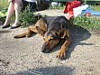 Redaktionsmitglied Lucy genießt die Sonne. (Foto: Jörg Henker)